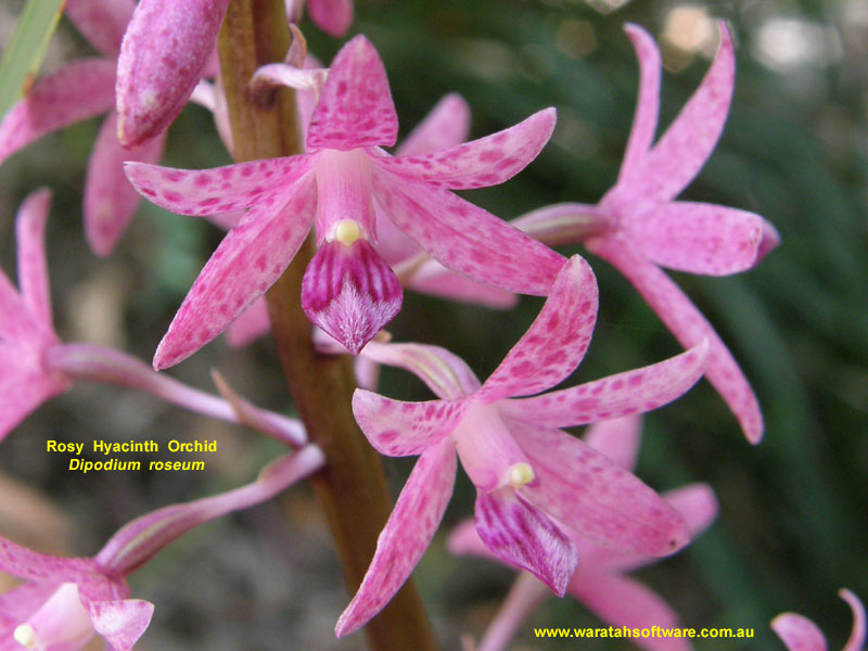 Rosy Hyacinth Orchid pc150222 image