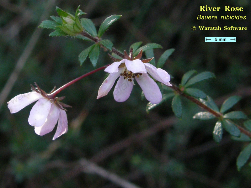 River Rose p7280445 image