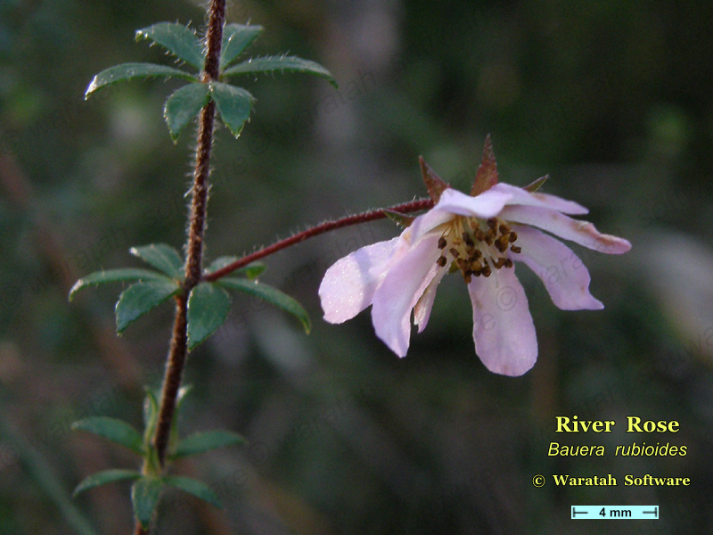 River Rose p7280455 image