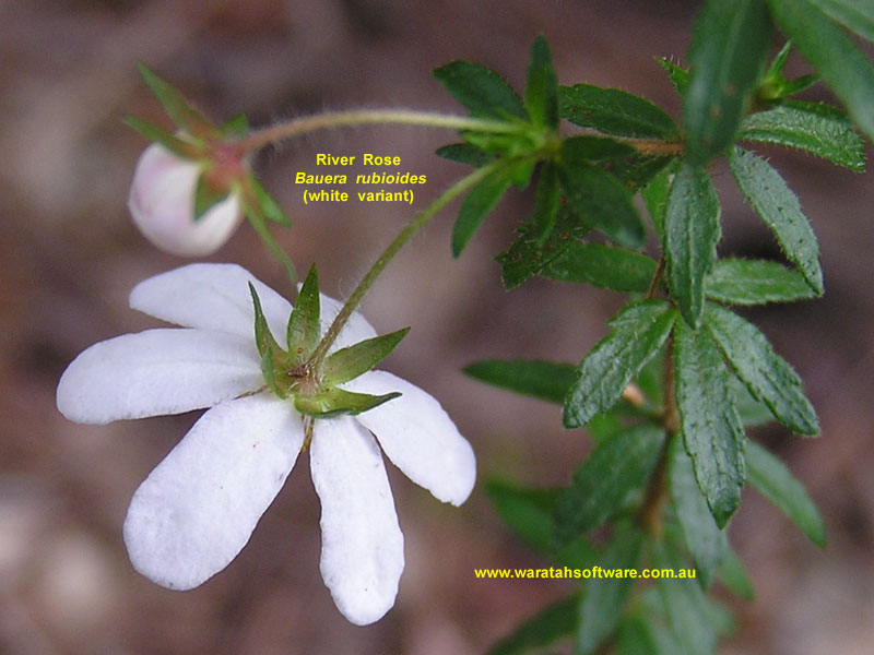 River Rose p9230036 image