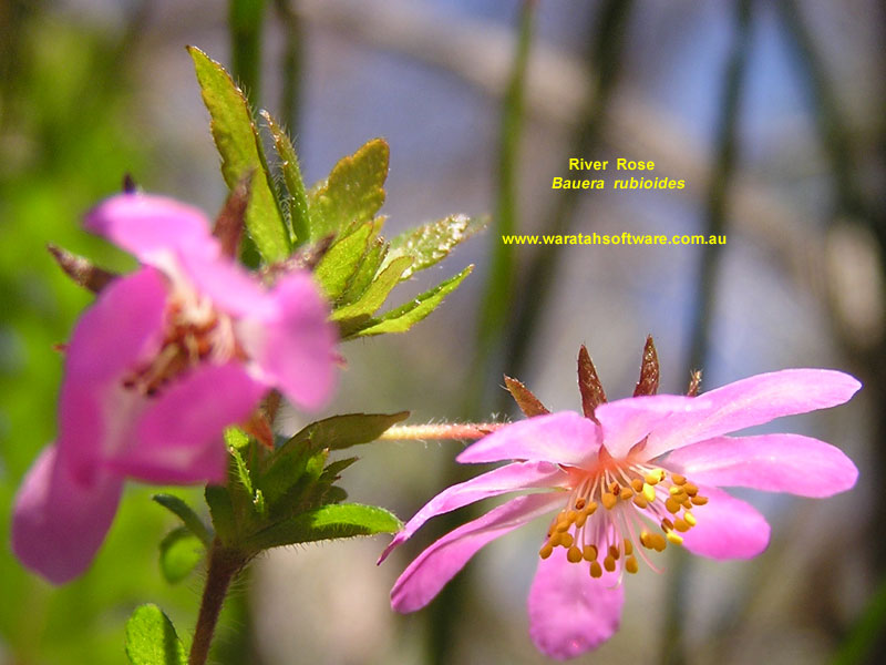 River Rose p9260392 image