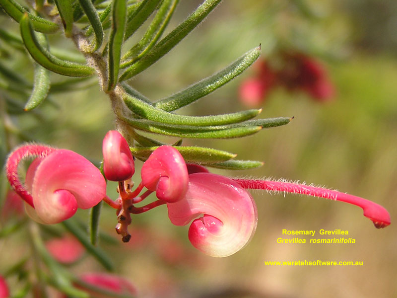 Rosemary Grevillea p9250184 image