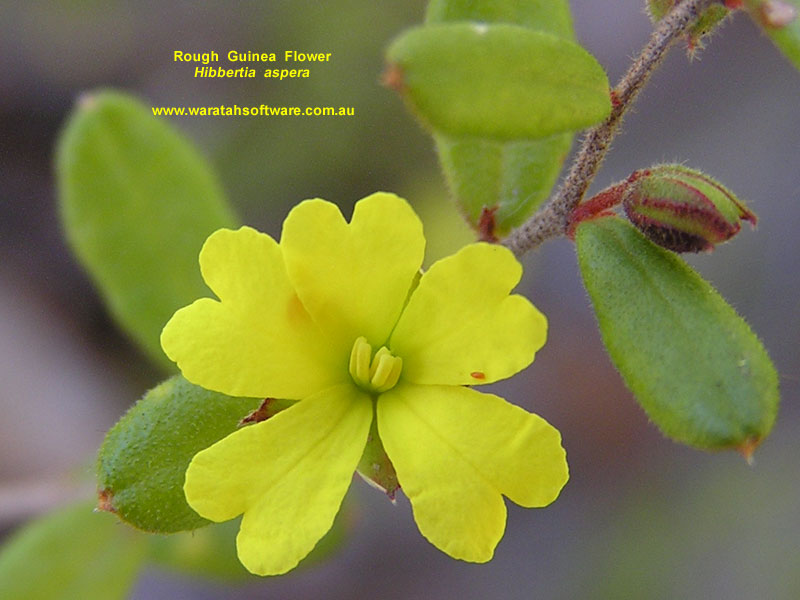 Rough Guinea Flower p9260172 image