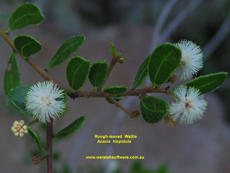 Rough-leaved Wattle p4120437 image