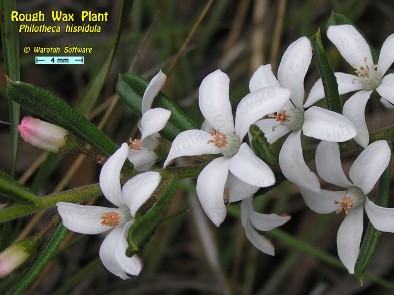 Rough Wax Plant pa100131 image