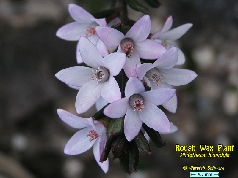 Rough Wax Plant pa100161 image