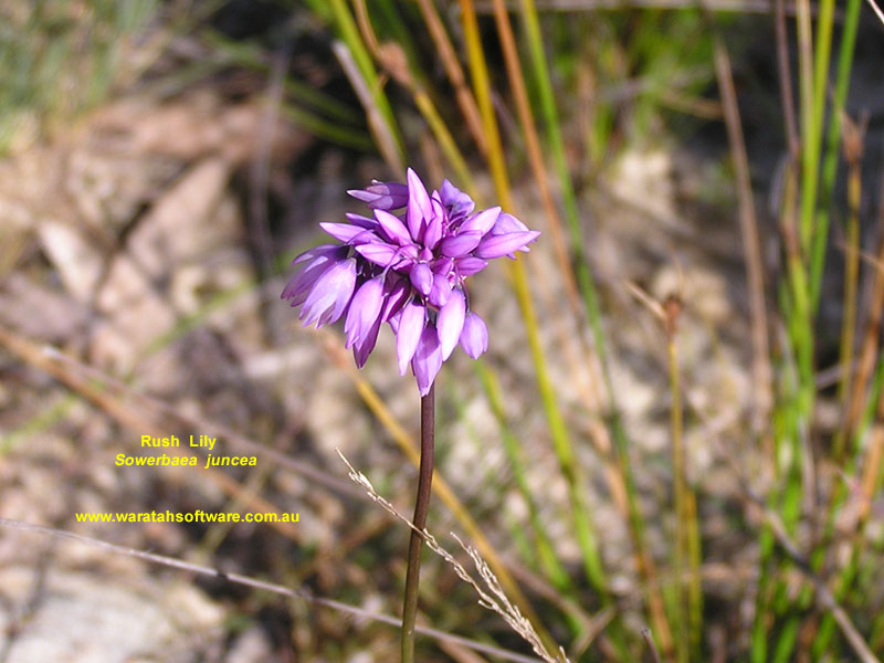 rush lily pa110003 image