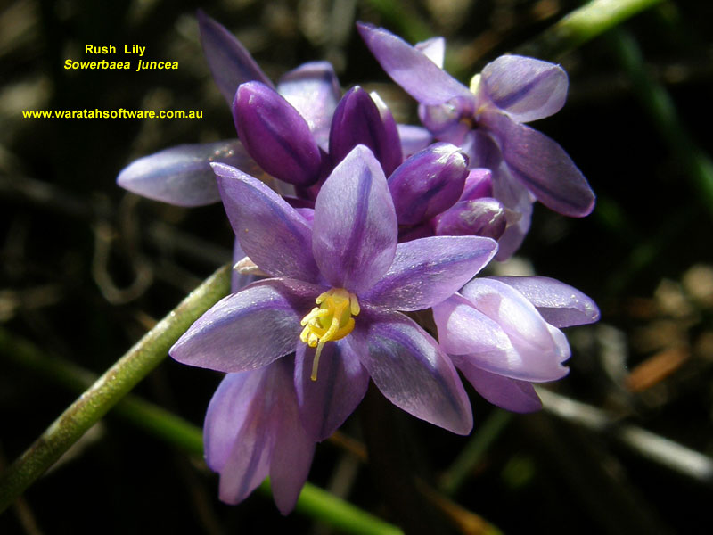rush lily pa210265 image