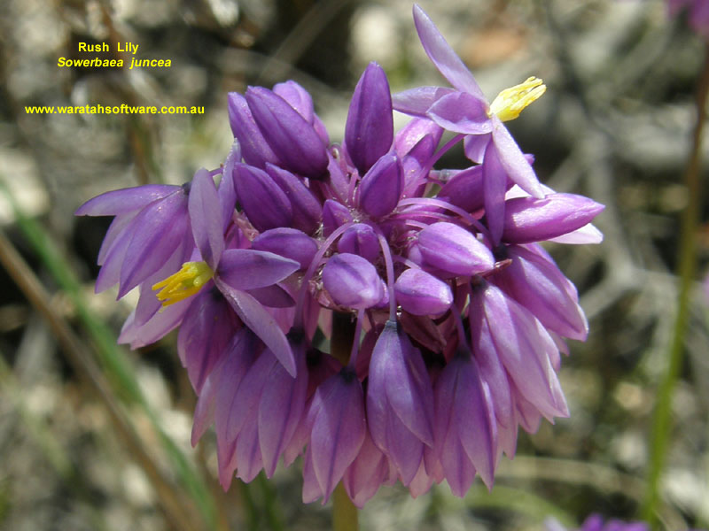 rush lily pa240301 image