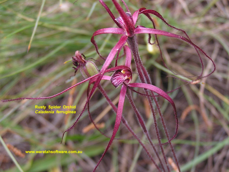 rusty spider orchid pa220226 image