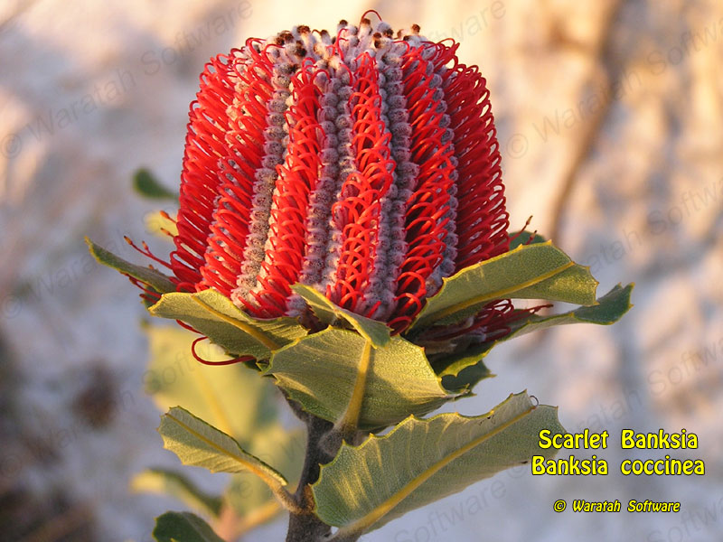 scarlet banksia pa230122 image