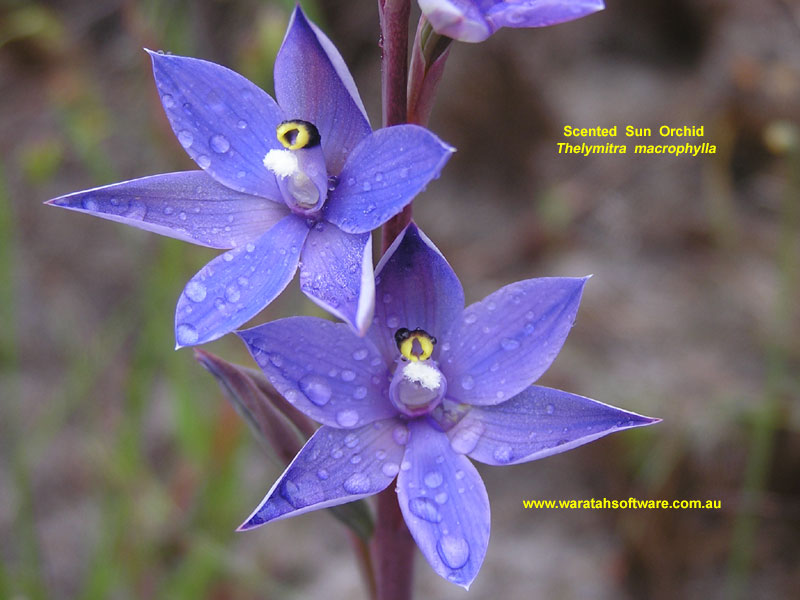 scented sun orchid pa240224 image