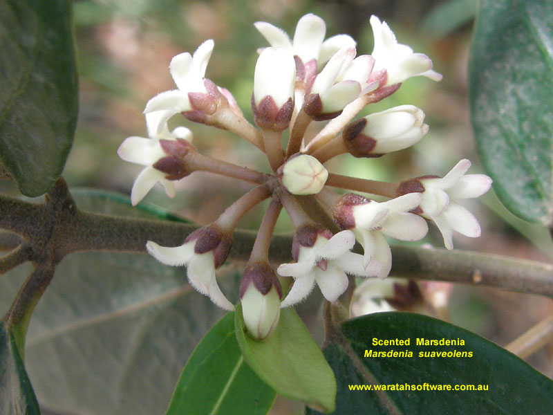 Scented Marsdenia pb180231 image