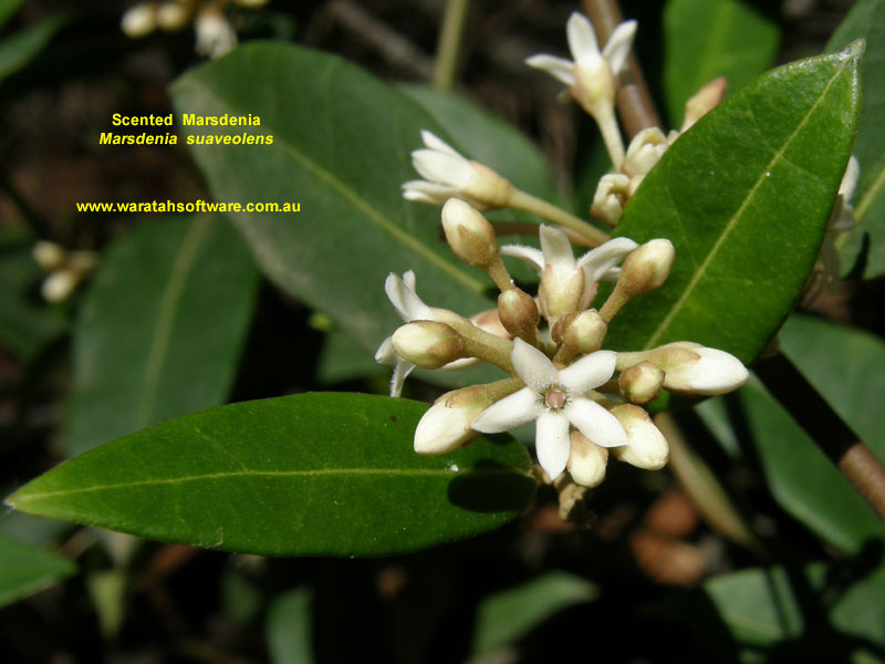 Scented Marsdenia pc020295 image