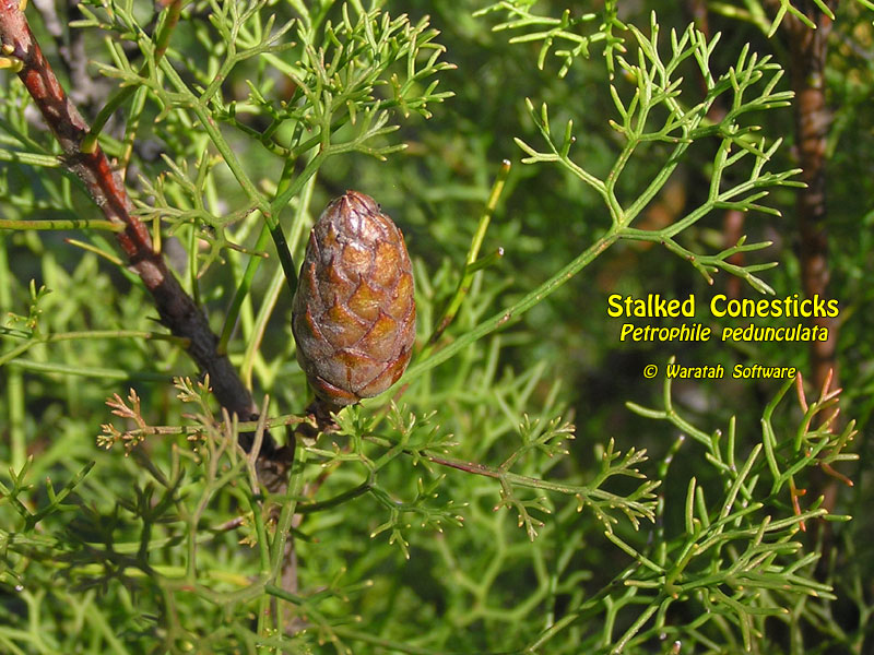 Stalked Conesticks p9010426 image