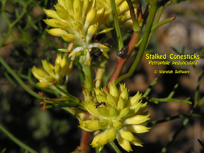 Stalked Conesticks pc050177 image