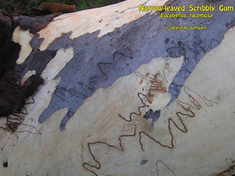 Scribbly Gum p2120215 image