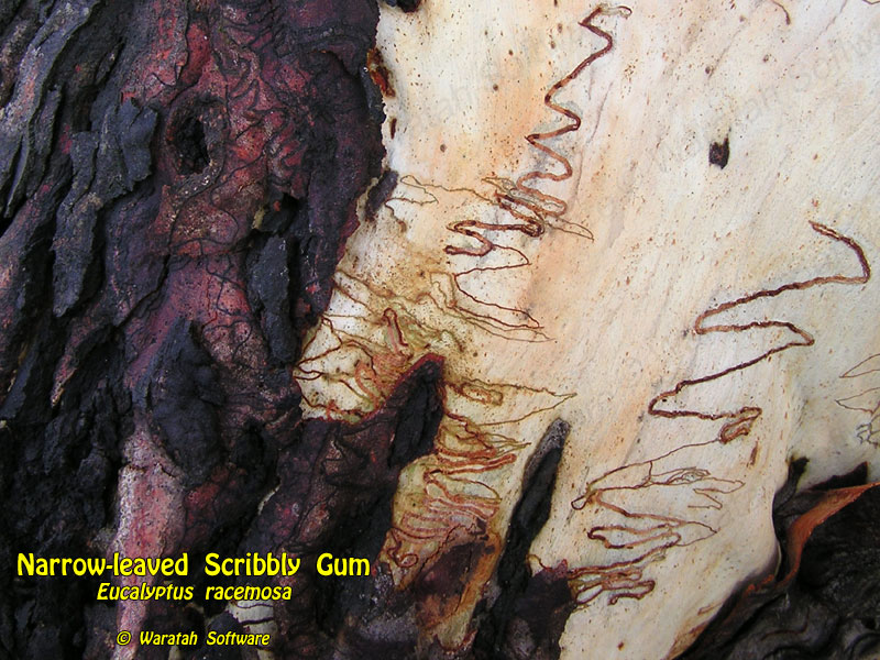 Scribbly Gum p2120220 image