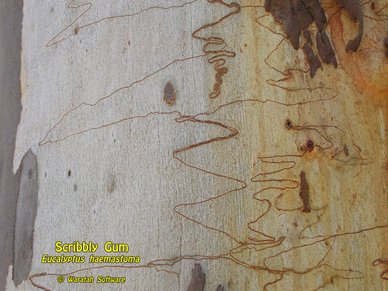 Scribbly Gum p4210359 image