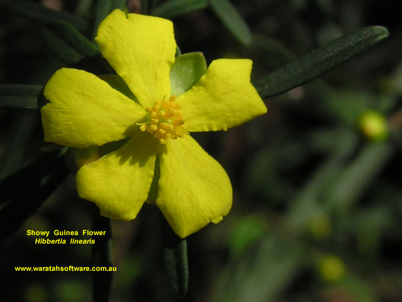 Showy Guinea Flower pa070040 image