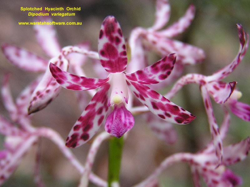 Splotched Hyacinth Orchid pc250108 image