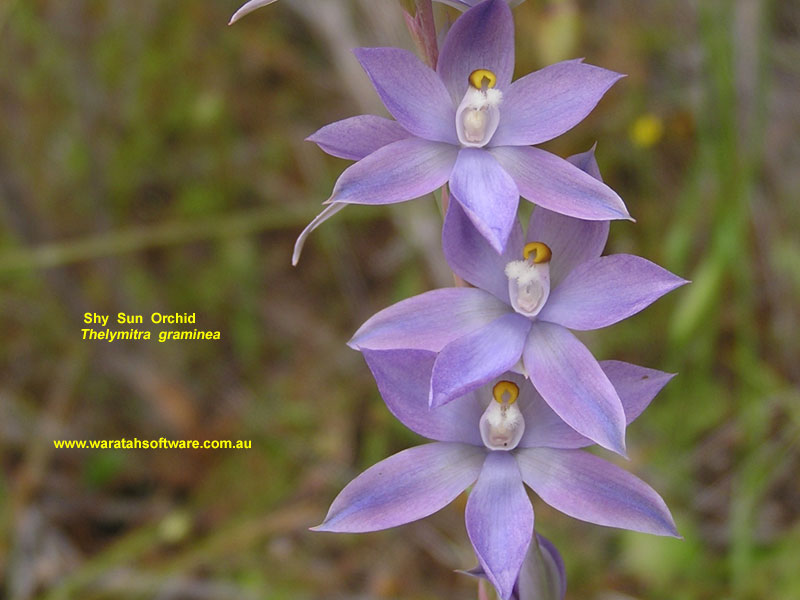 shy sun orchid pa210043 image