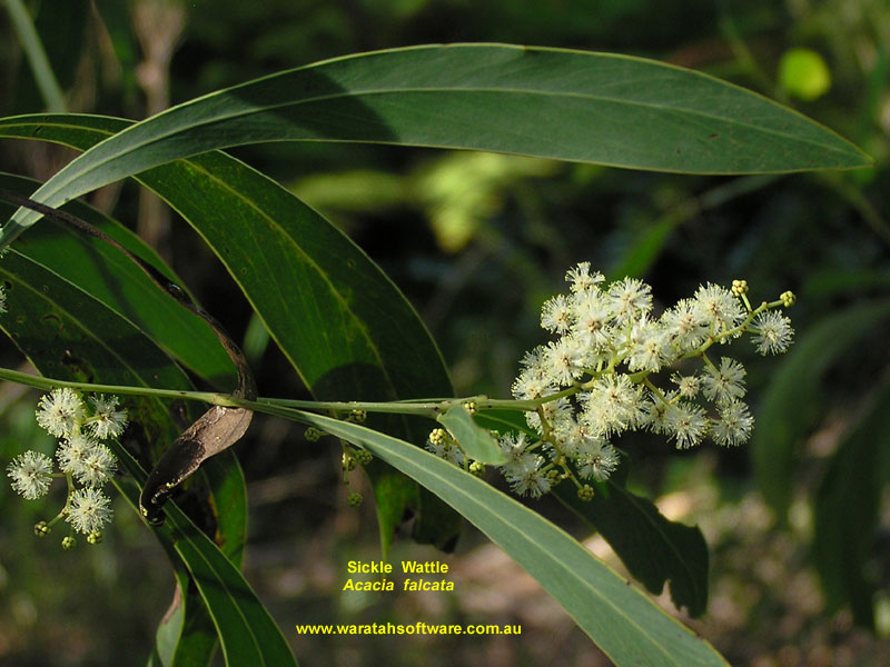 Sickle Wattle p5060222 image