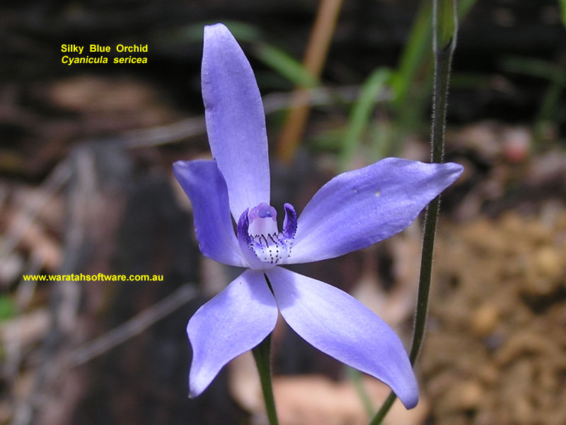 silky blue orchid pa260191 image