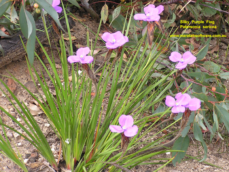 Silky Purple Flag pc200198 image
