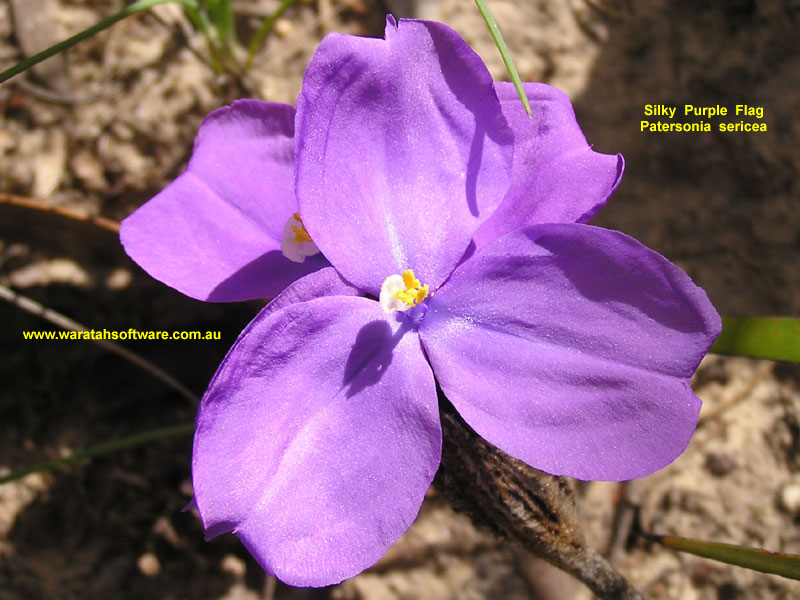Silky Purple Flag pc280239 image