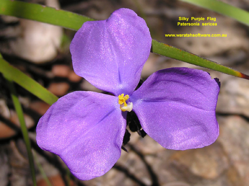 Silky Purple Flag pc300393 image