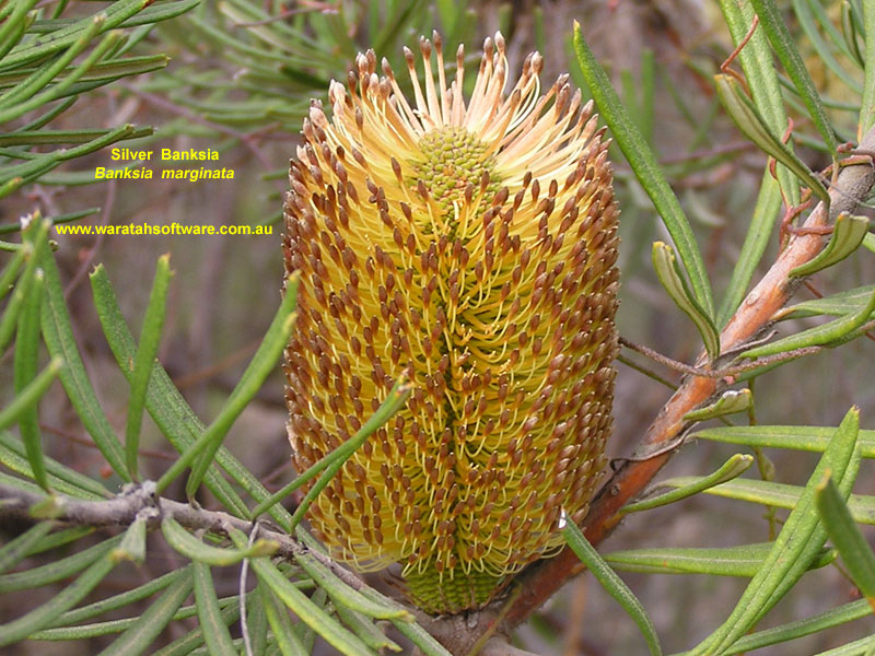 Silver Banksia p6050615 image
