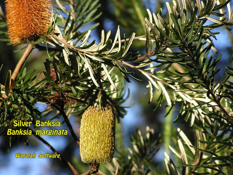 silver banksia p6120039 image