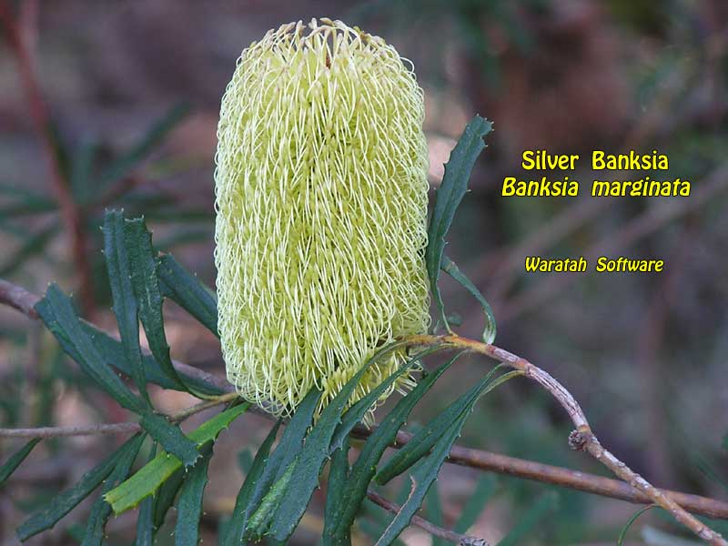 silver banksia p6120049 image
