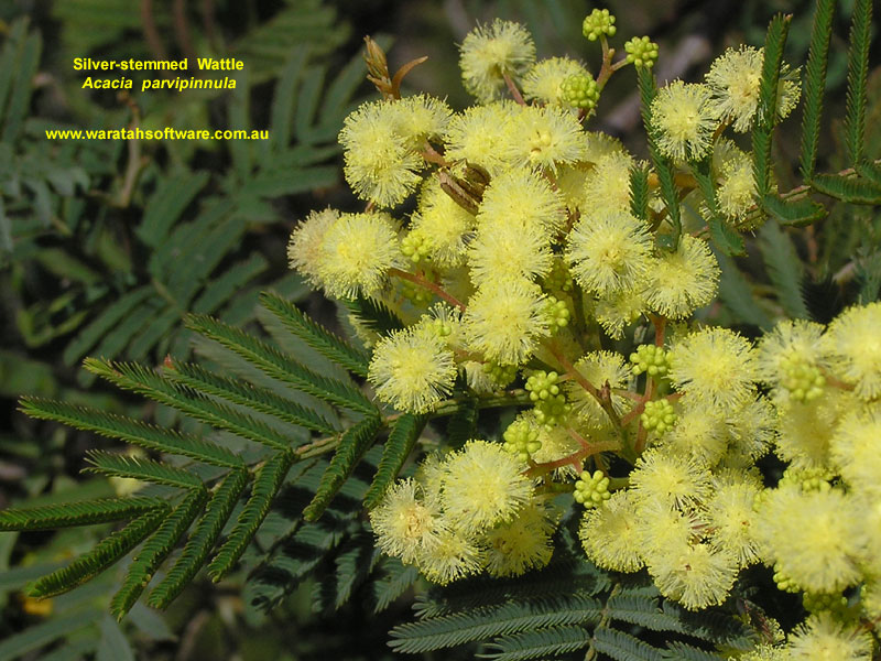 Silver-stemmed Wattle p9300108 image