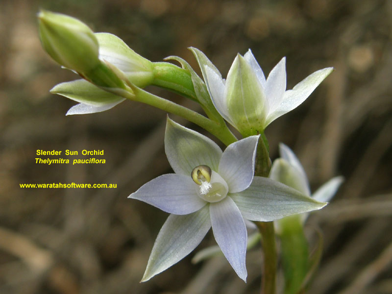 Slender Sun Orchid pa020371 image
