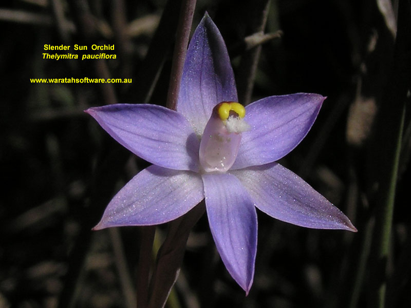Slender Sun Orchid pb010613 image