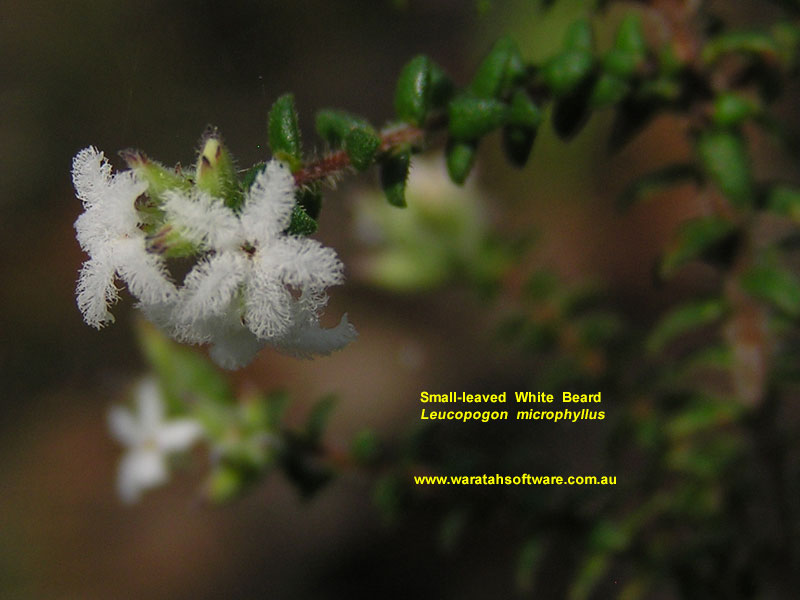 Small-leaved White Beard p4120373 image