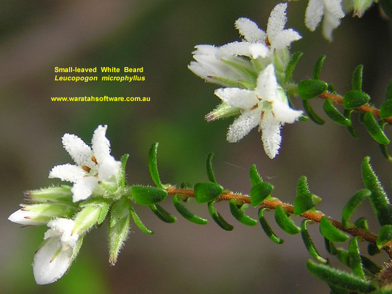 Small-leaved White Beard p8090357 image
