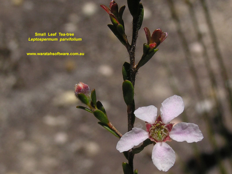 Small Leaf Tea-tree pb170454 image