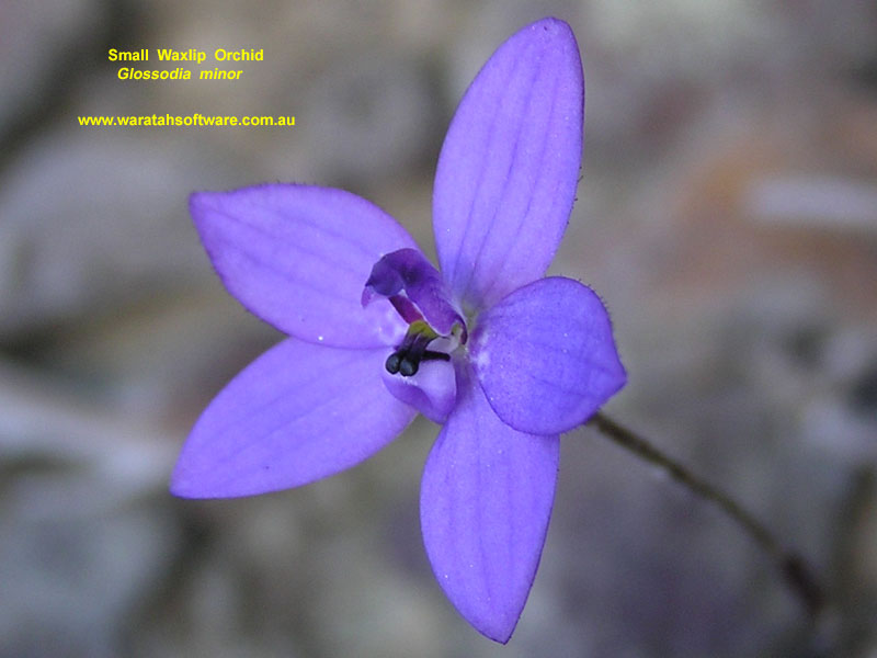 Small Waxlip Orchid p8190083 image
