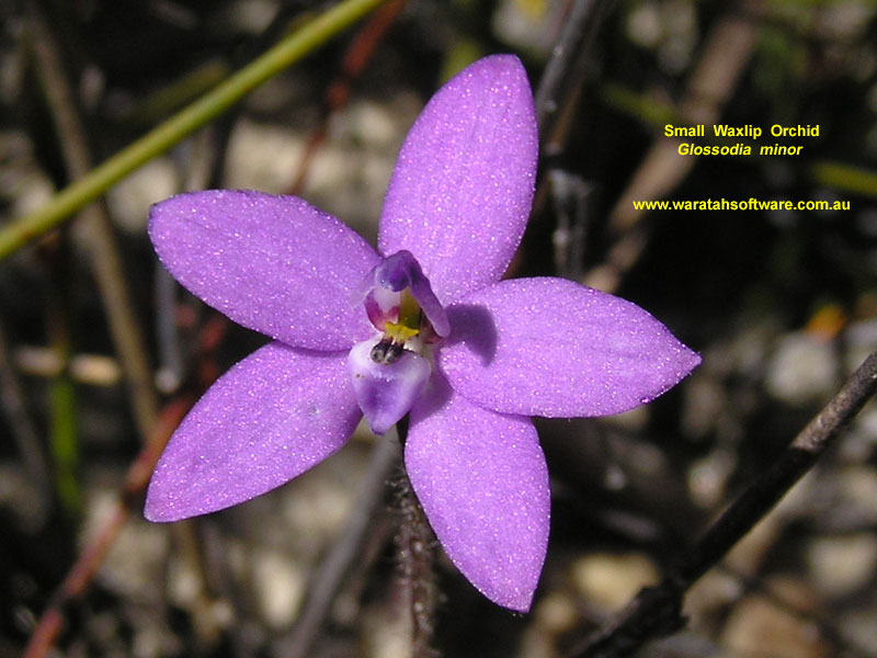 Small Waxlip Orchid p9210407 image