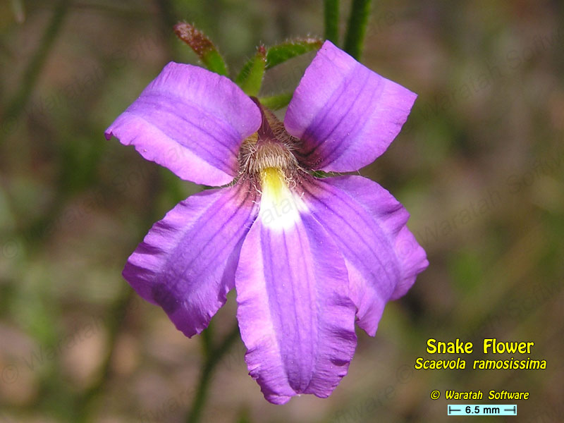 Snake Flower p3290168 image