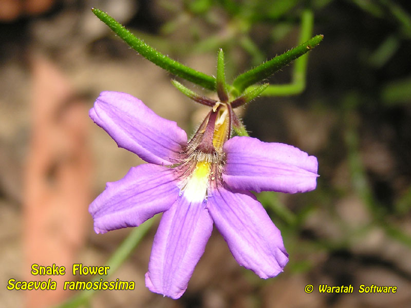 Snake Flower pc180454 image