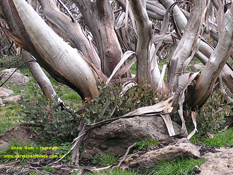 Wallace's Hut & Snow Gum pb080091 image