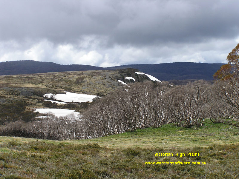 Wallace's Hut & Snow Gum pb080093 image