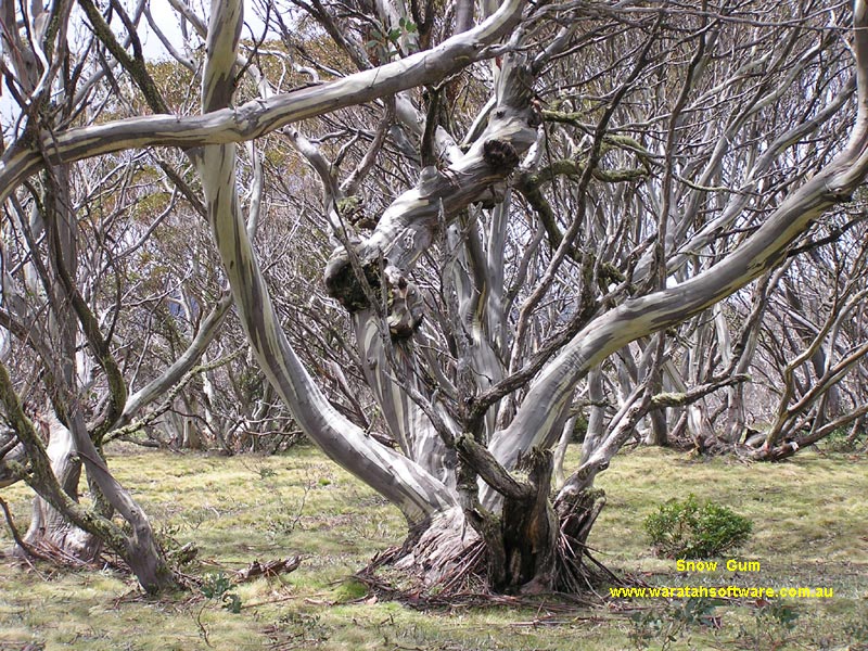 Wallace's Hut & Snow Gum pb080094 image