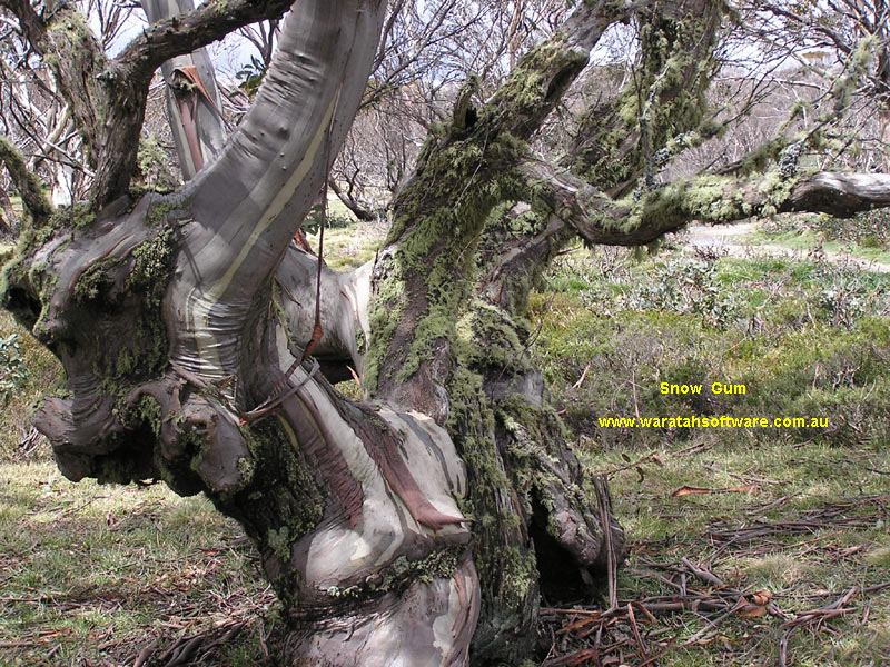 Wallace's Hut & Snow Gum pb080099 image