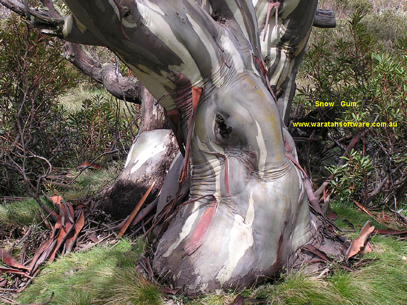 Wallace's Hut & Snow Gum pb080158 image