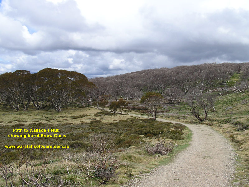 Wallace's Hut & Snow Gum pb080185 image